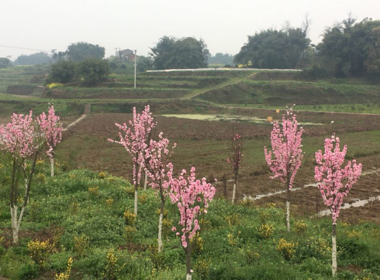 花木基地建设