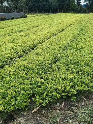 河湖缓冲带算绿化工程吗